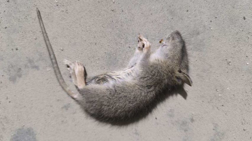 سمپاشی در کرج