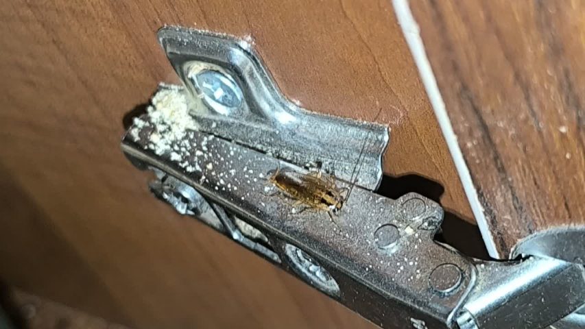 سوسک ریز آلمانی