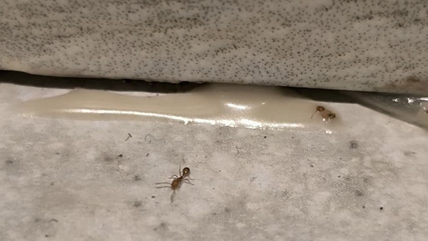 مورچه ریز زرد