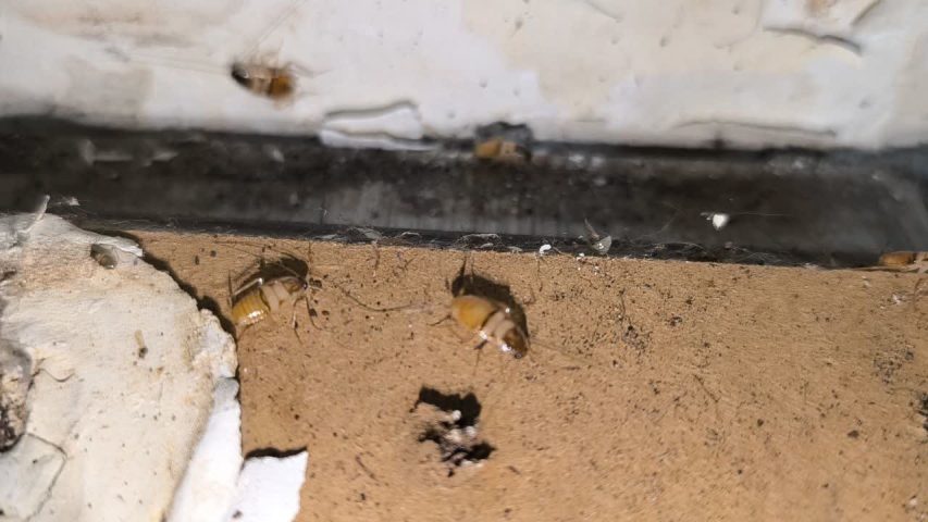 سوسک ریز کابینتی پشت قرنیز