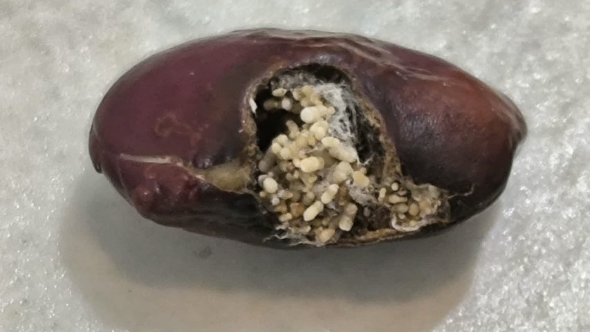 بهترین زمان برای سمپاشی رستوران