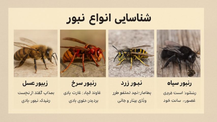 انواع زنبور