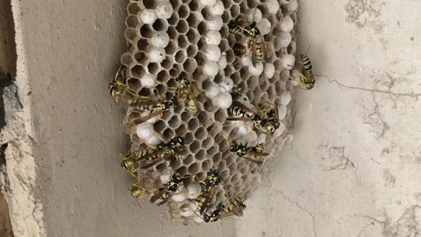 سمپاشی زنبور تهران