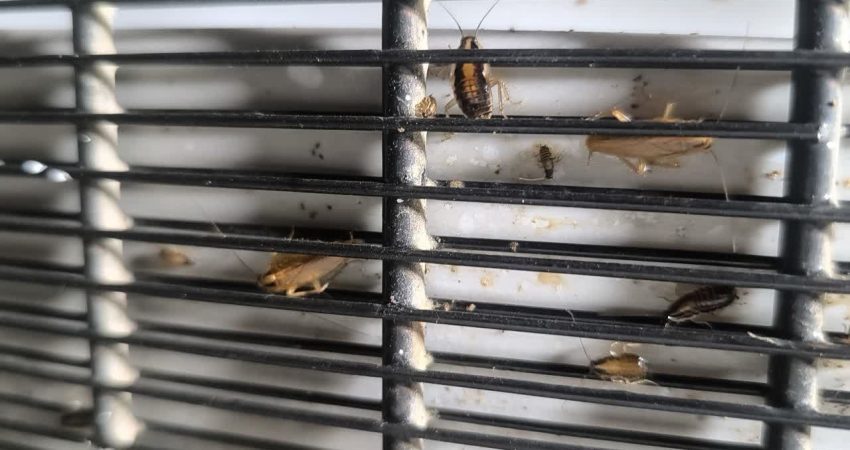 علت زیاد شدن سوسک ریز در خانه