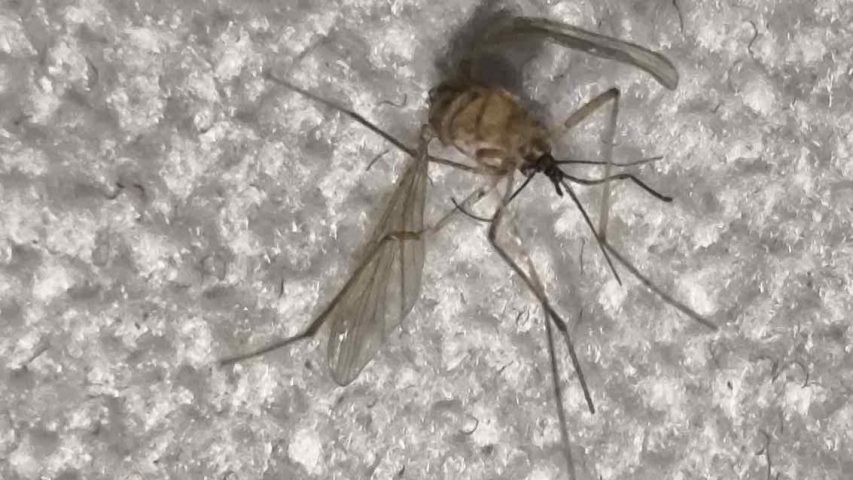 گزش ساس با پشه