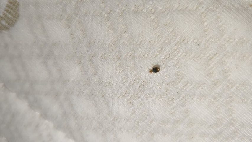 سمپاشی ساس در فردیس