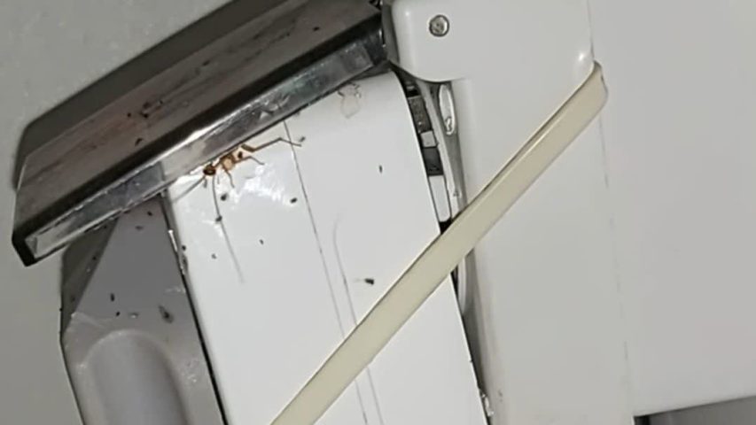 عکس سوسک آلمانی