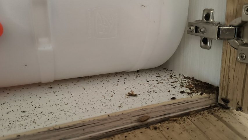 خطرات سوسک آلمانی