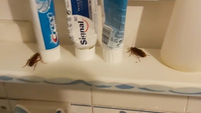 غذای سوسک حمام چیست