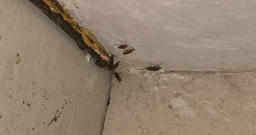 سوسک ریز از کجا میاد