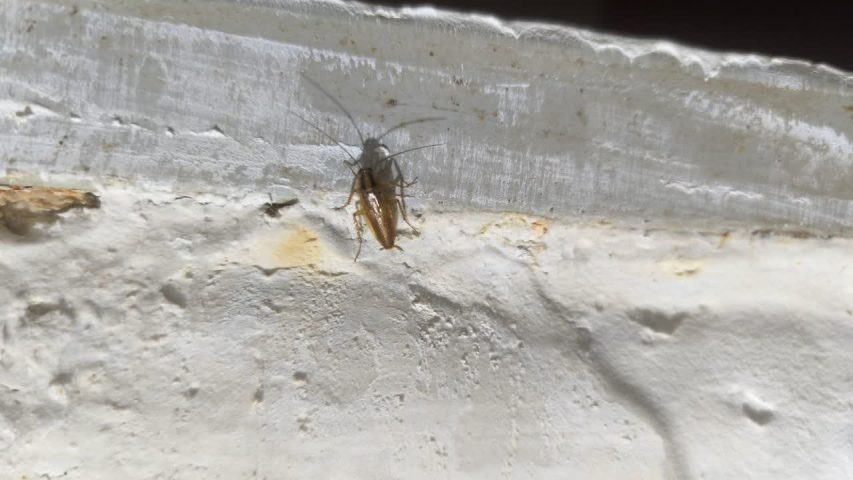 سمپاشی سوسک ریز سیاه کابینت