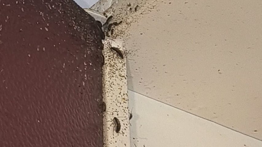 سمپاشی سوسک ریز کابینت