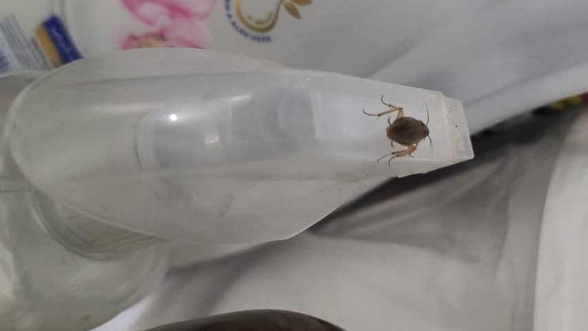 سمپاشی سوسک ریز در آشپزخانه