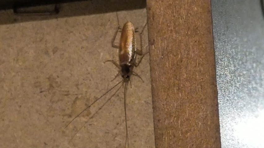 سمپاشی سوسک ریز در هشتگرد