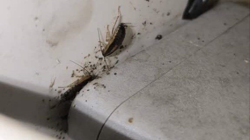 سمپاشی سوسک ریز رستوران در غرب تهران