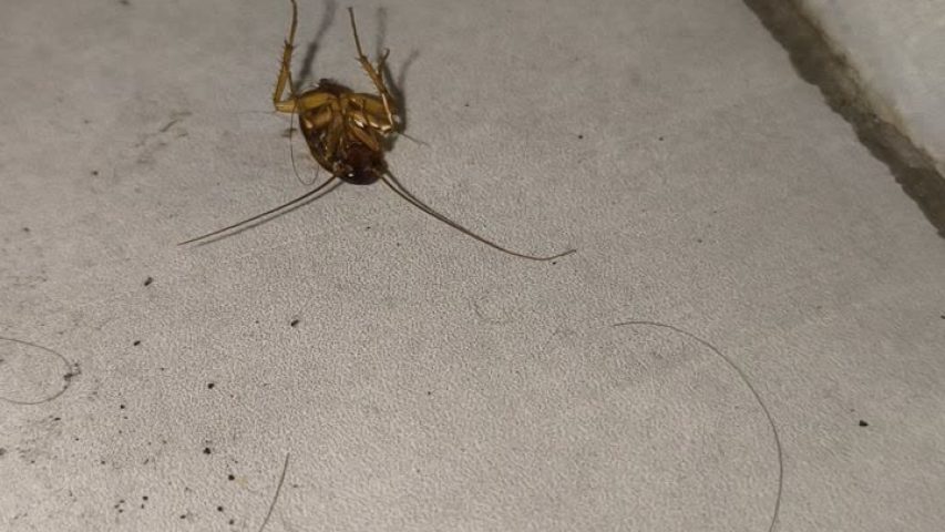 سمپاشی سوسک فاضلاب