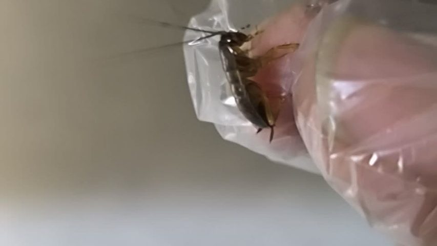 سمپاشی سوسک فاضلابی