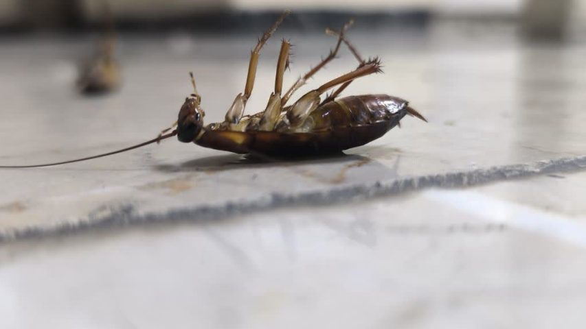 عکس سوسک فاضلابی