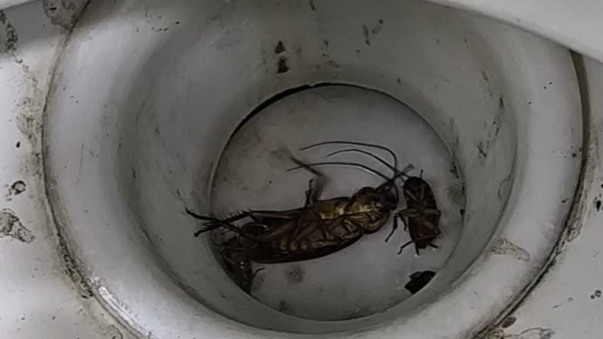 سمپاشی سوسک فاضلابی در هشتگرد