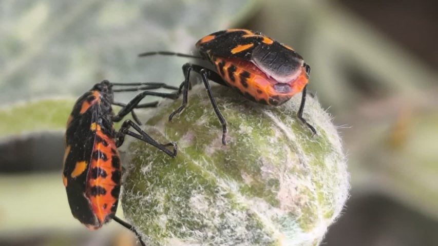 تفاوت سوسک و مورچه