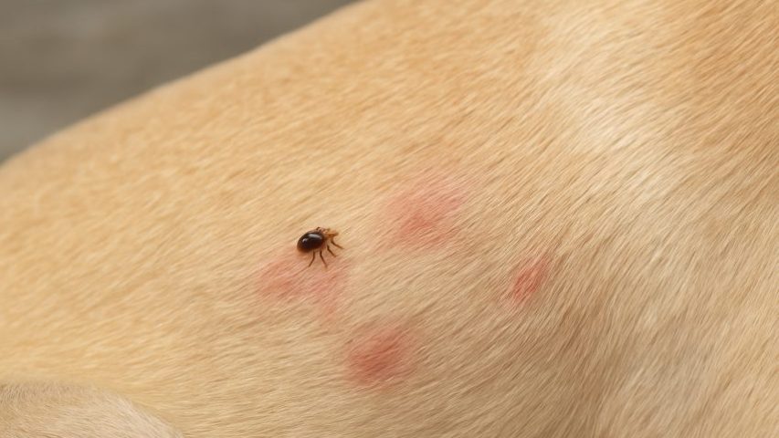 گزش سگ توسط کک