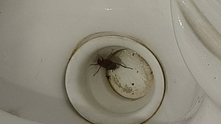 سوسک شرقی یا حمام