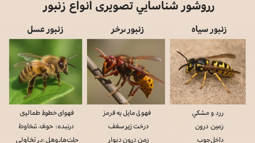 روش شناسایی زنبور ها