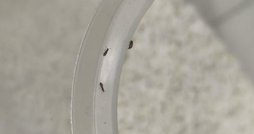 عکس شپشک برنج