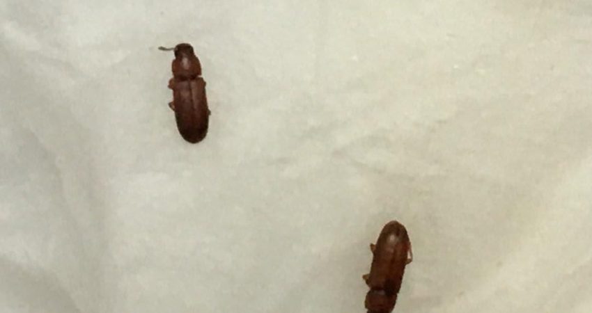 تفاوت شپشک برنج با سایر آفات