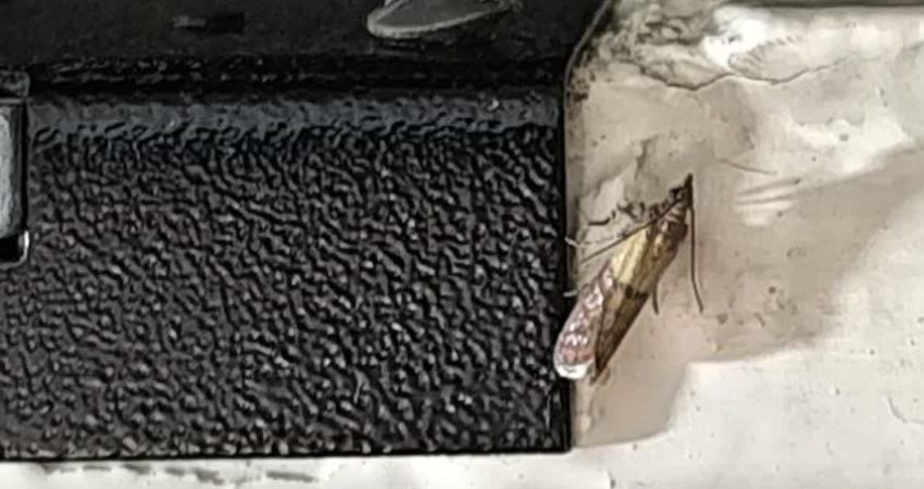 آیا شپشک برنج خطرناک است