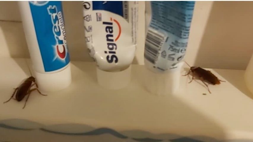 سوسک فاضلاب