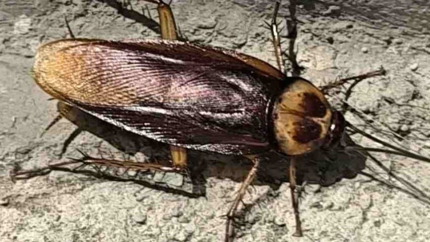 سوسک فاضلاب لباسشویی