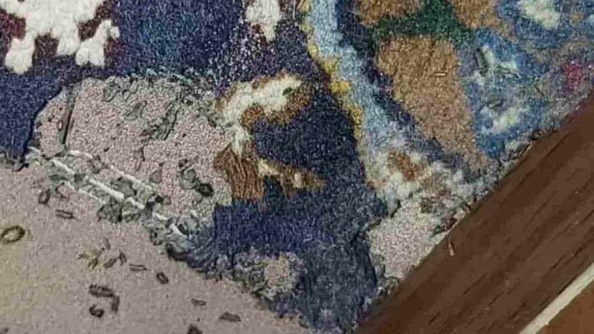 سوسک فرش از کجا میاد