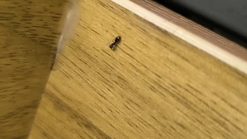 مورچه فرعون