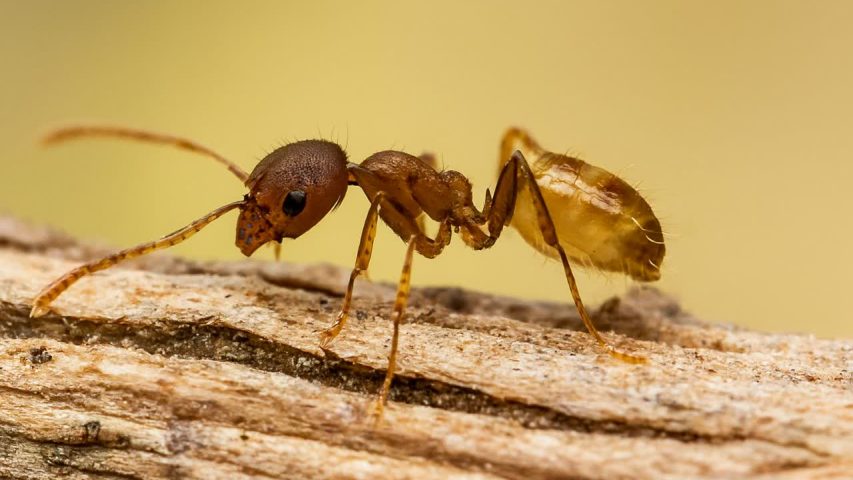 مورچه فرعون