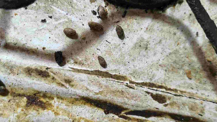 عکس فضله موش