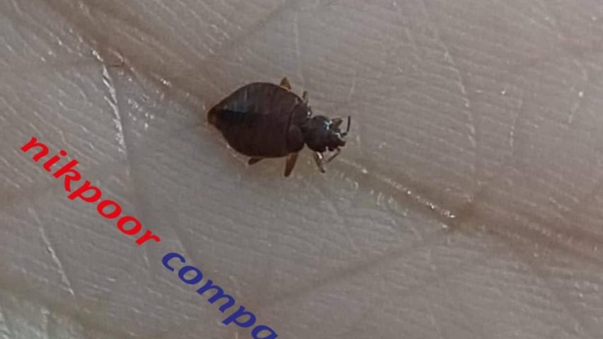 سمپاشی ساس منازل فردیس کرج