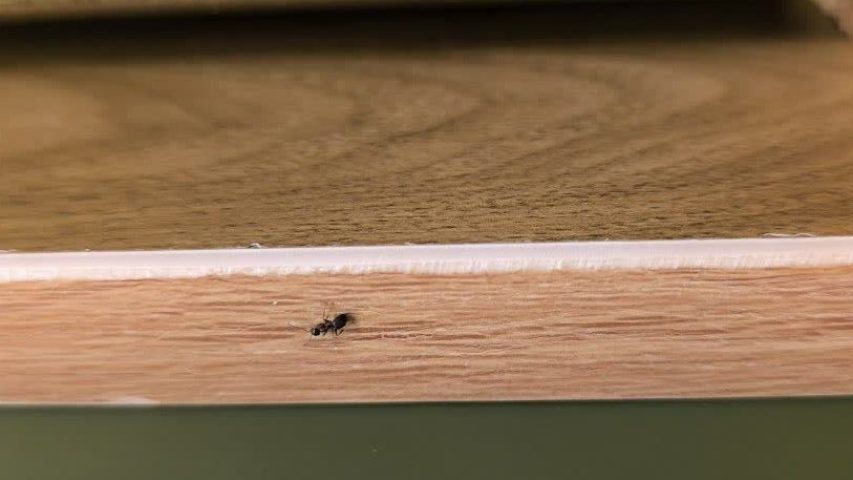 سمپاشی مورچه