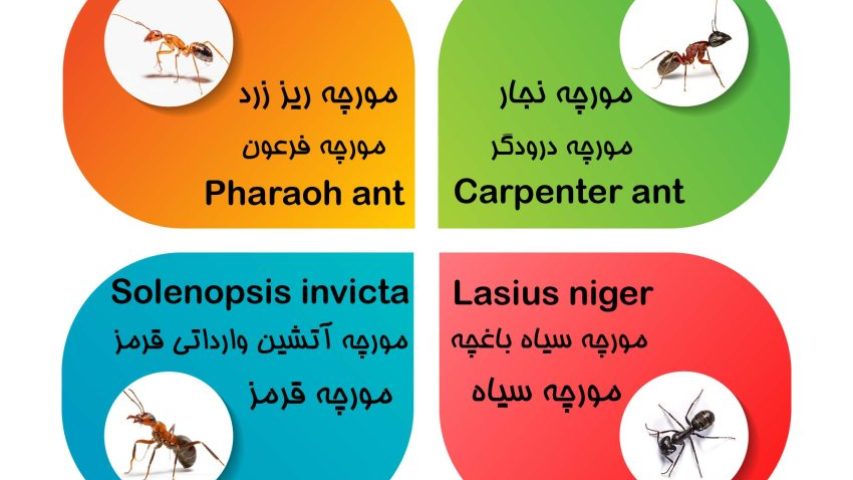 انواع مورچه