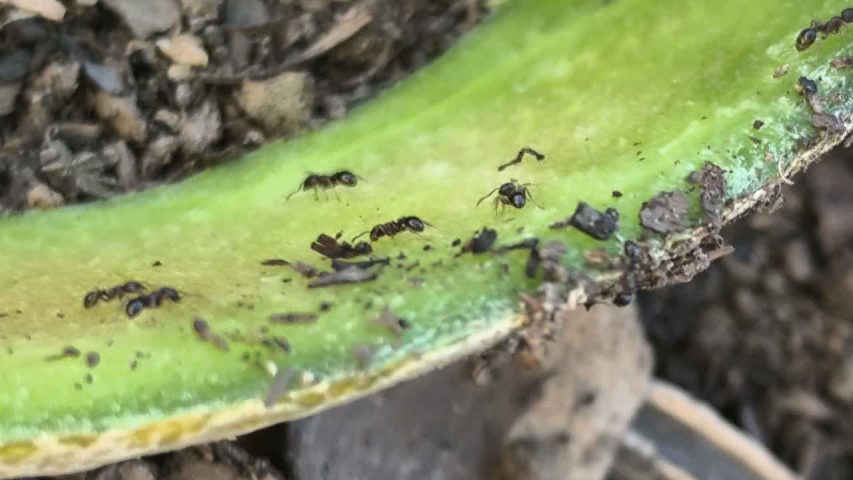 سمپاشی مورچه در منزل