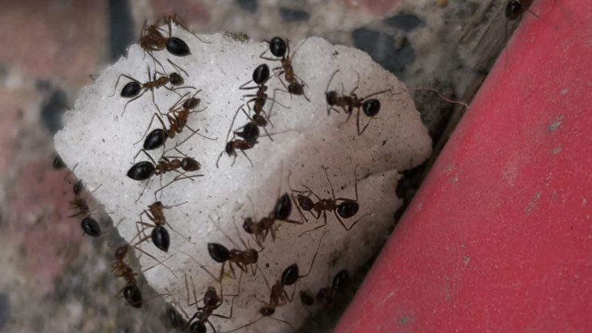 سمپاشی مورچه ریز زرد