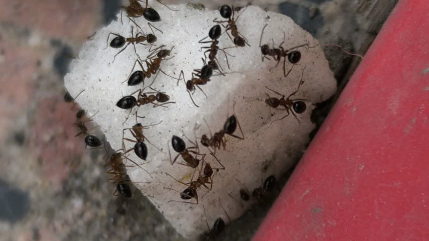 حمله مورچه ها