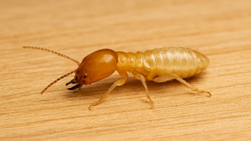 سمپاشی موریانه تهران