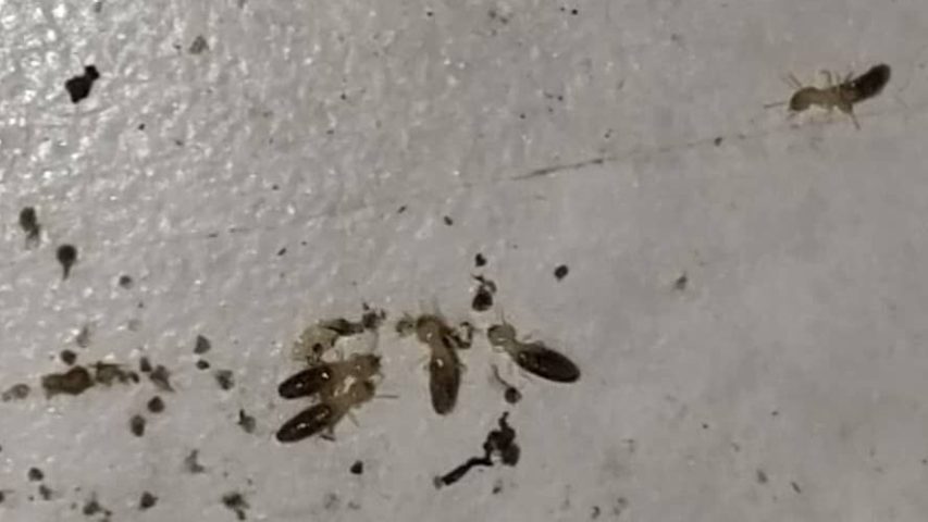 سمپاشی موریانه در تهران