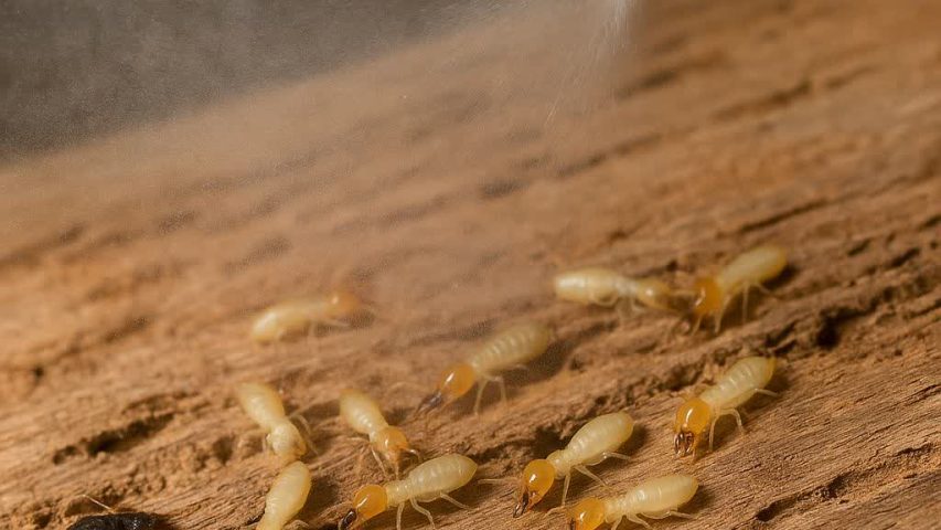 سمپاشی موریانه در کرج