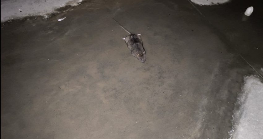 سمپاشی موش انباری