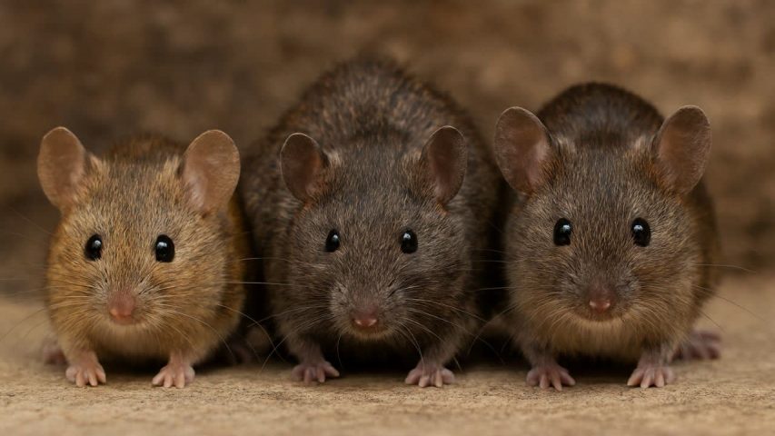 انواع موش خانگی،فاضلابی و سقفی