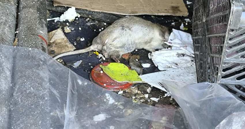 سمپاشی موش کرج