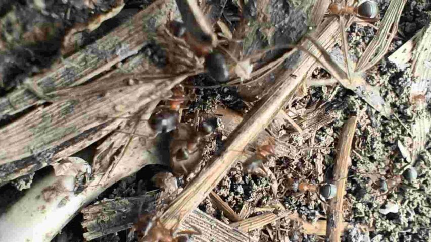 مورچه نجار در طبیعت