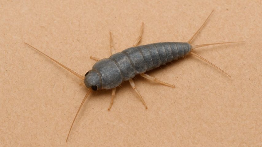 ماهی نقره ای